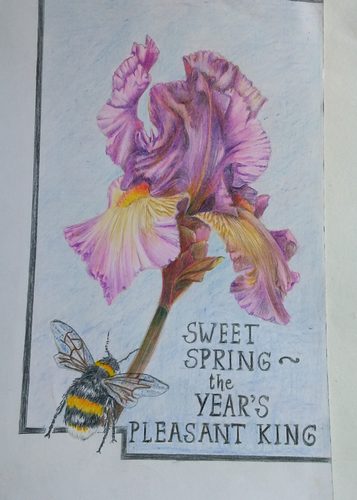Chris B, Iris, coloured pencils.